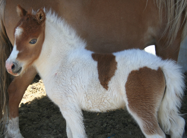 Click Here to View Glimmer's Page