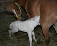 May 19, 2009 Sapphire with newborn Daughter Ember, Sapphire's First Foal :)