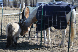 Starlet with the Big Girls Genie & Foxy