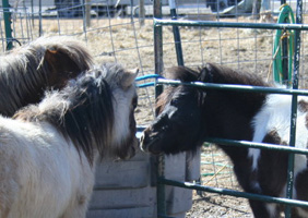 Starlet, Jadis & Tazer