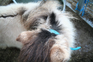 Mixed Mane