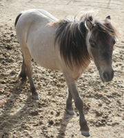 After Being Body Clipped :)