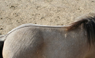  I LOVE her Dorsal!!!!